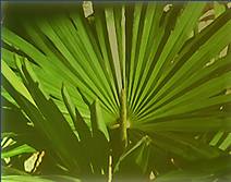 cv:expriences fleuristerie:palmier